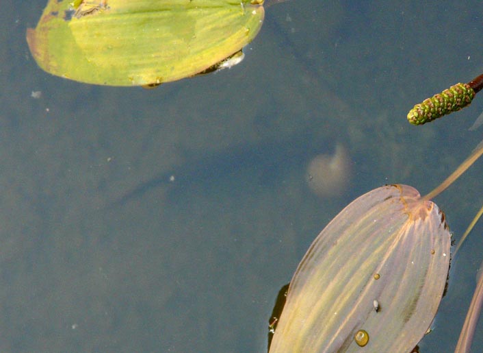 Il Laghetto del Centro di Entomologia - Piombino (LI)